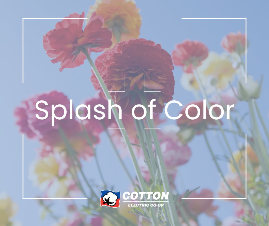 Splash of Color! 